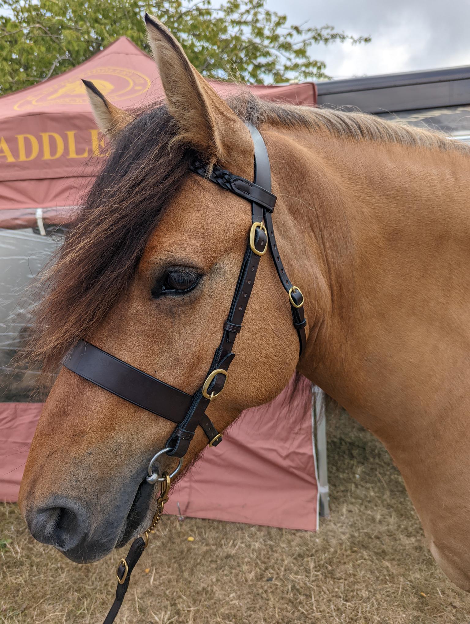 Hunter Inhand Bridle - Fylde Saddlery